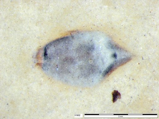 Tracheophyta