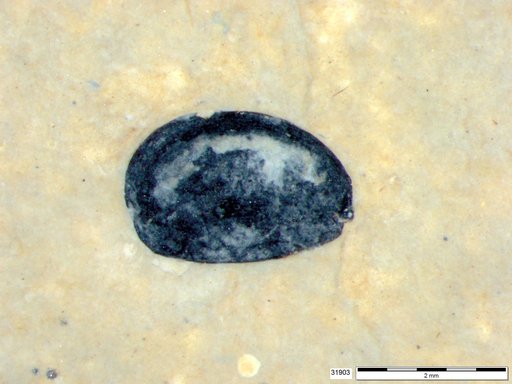 Tracheophyta