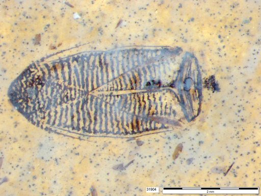 Corixidae