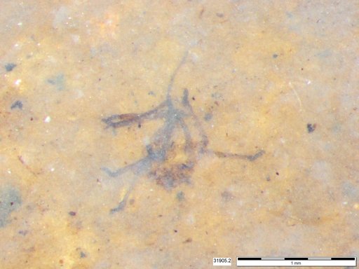 Genus sp