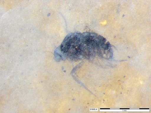 Phoridae