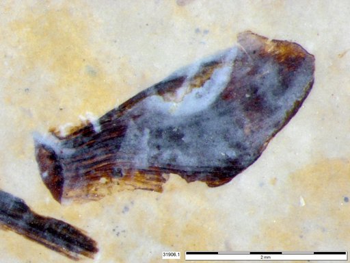 Tracheophyta