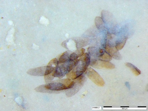 Chaoboridae