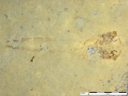 Genus sp
