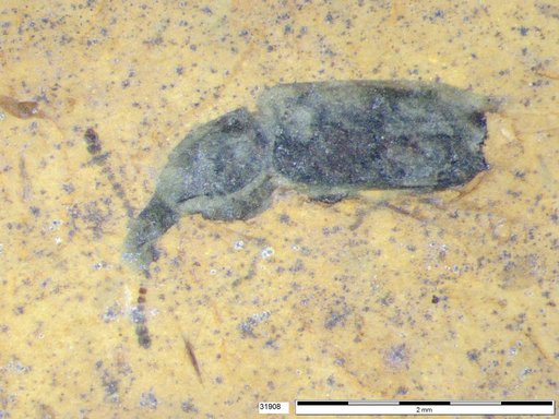 Genus sp