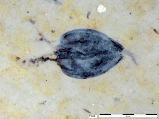 Tracheophyta