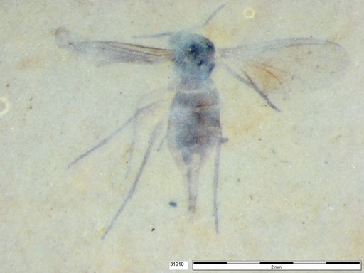 Diptera
