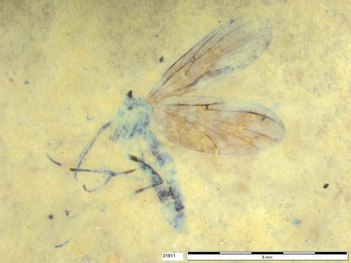 Diptera
