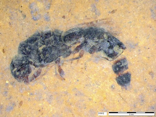 Formicidae