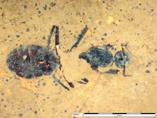 Formicidae