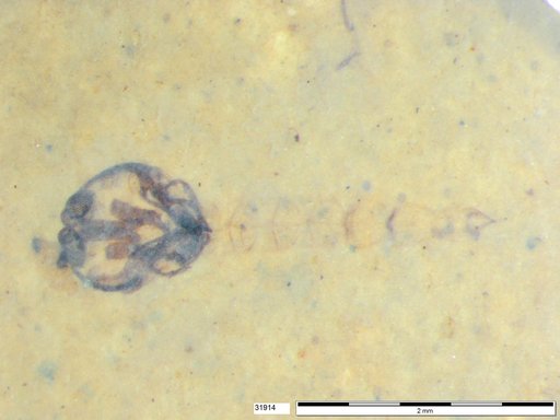 Diptera