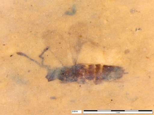 Genus sp