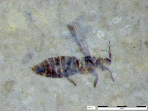 Genus sp