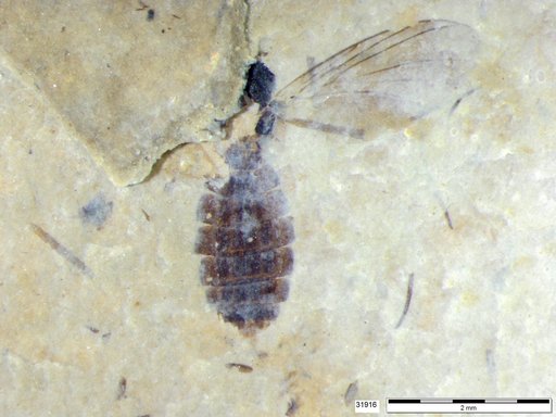 Genus sp