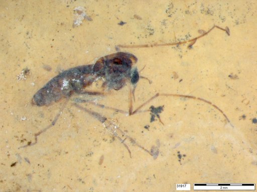 Diptera