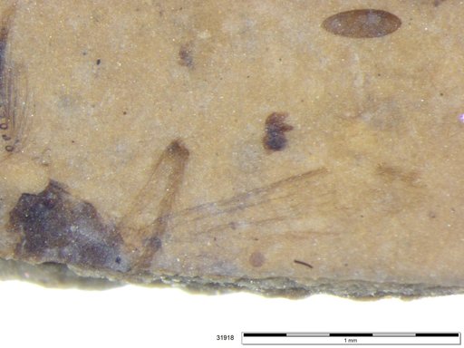 Chaoboridae