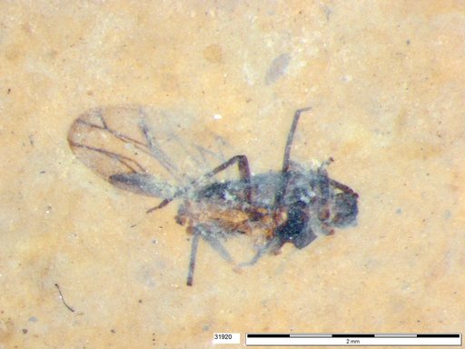Aphididae