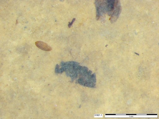 Genus sp
