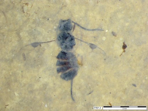 Braconidae
