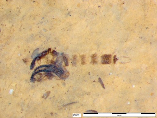 Chaoboridae