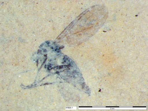 Diptera