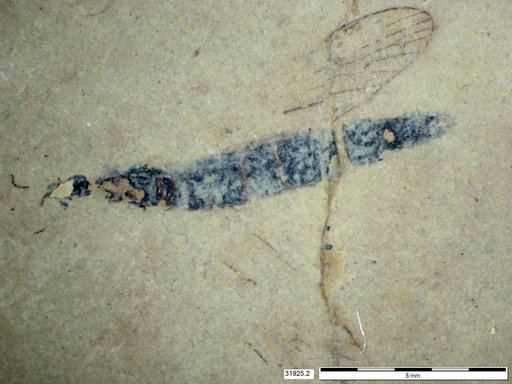 Diptera