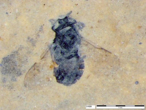 Genus sp