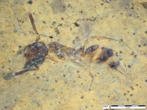 Formicidae