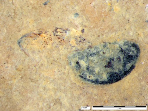Tracheophyta