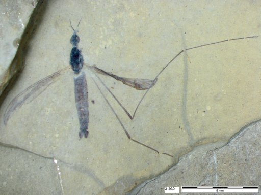 Diptera