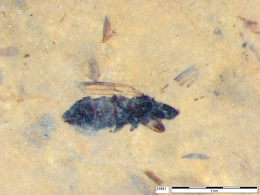 Genus sp