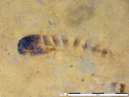 Genus sp