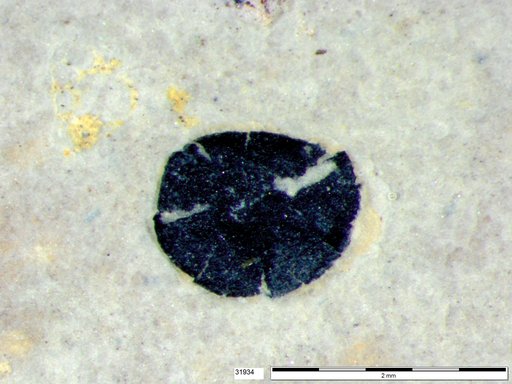 Tracheophyta