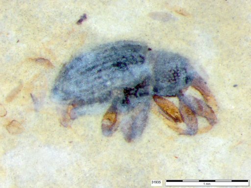 Genus sp