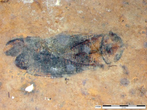 Corixidae