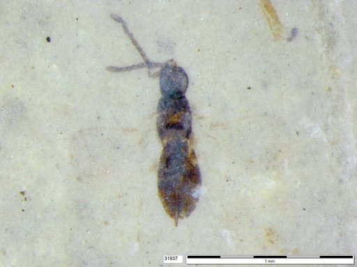 Genus sp