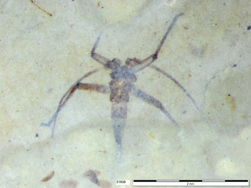Genus sp