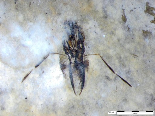Notonectidae