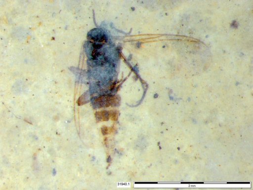 Sciaridae