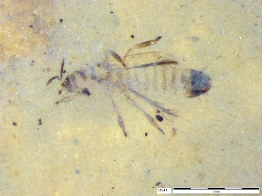 Genus sp