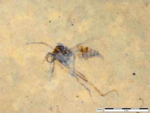 Diptera
