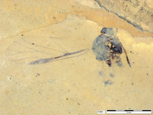 Aphididae