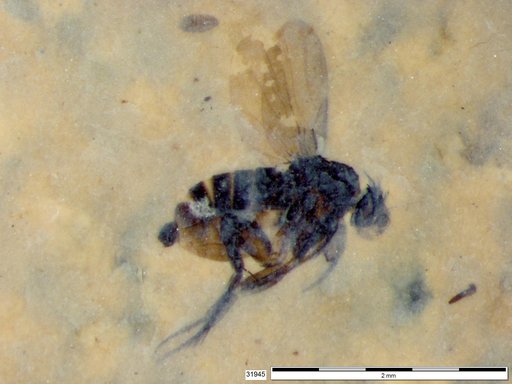 Phoridae