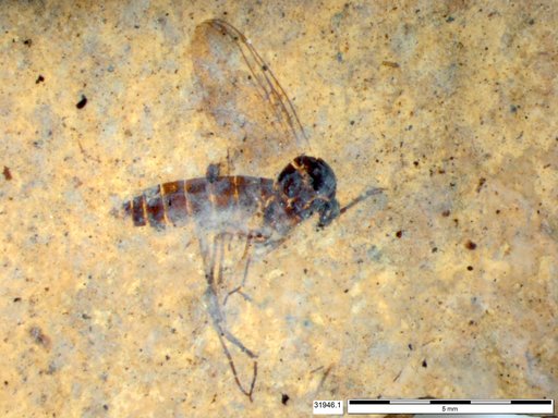 Diptera