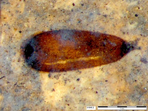 Tracheophyta