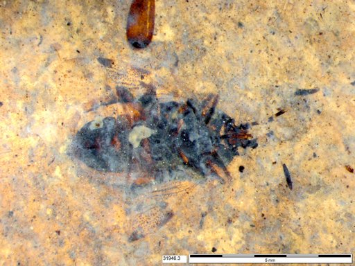Genus sp