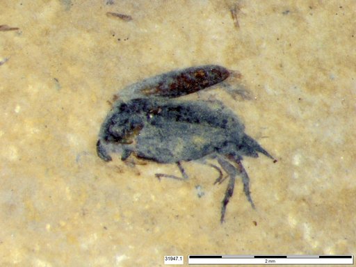 Mordellidae