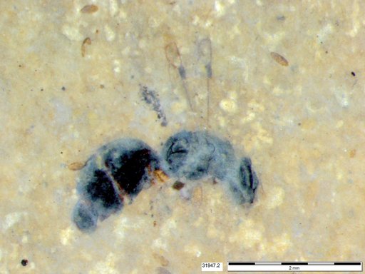 Genus sp