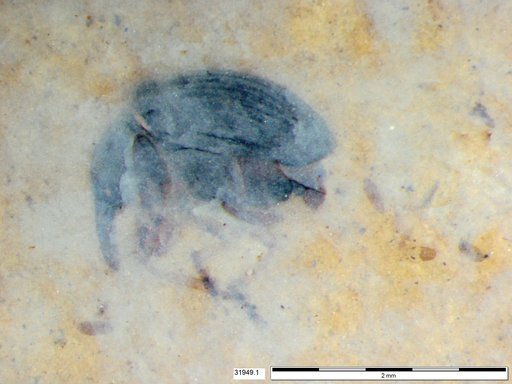Genus sp