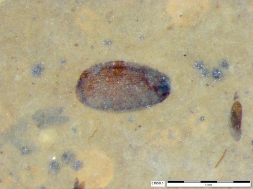 Tracheophyta